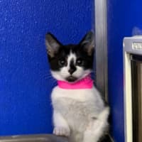 Photo of Pearl