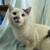 Photo of Harvey Kitler