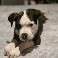Photo of Bruce