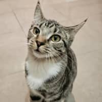 Photo of Tabitha *9 Lives Project Rescue*