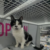 Photo of Prada