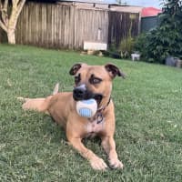 Photo of Bailina Pawsley (Bailey)