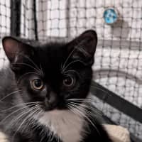 Photo of Shortbread Meetme@Petstock Hastings Store 