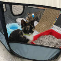Photo of Izzy *9 Lives Project Rescue*
