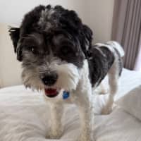Photo of Daisy