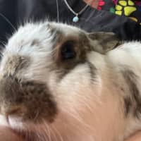 Photo of Chewbucca