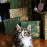Photo of Bonsai 