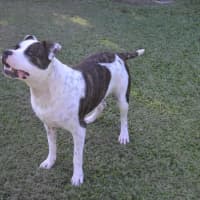 Photo of Bruno