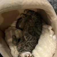 Photo of Hersberry