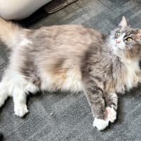 Photo of Lola Sua014121