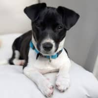 Photo of Luna
