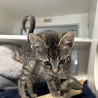 Photo of Simba