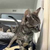 Photo of Simba