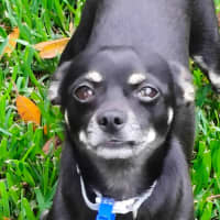 Photo of Leo   1 Year Old Chihuahua 