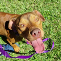 Photo of Tucker