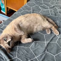 Photo of Bluebelle 