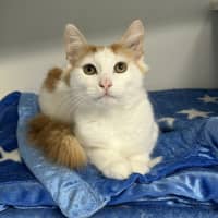 Photo of Guinness