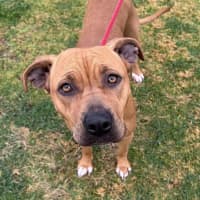 Photo of Taffy *$150 Adoption Fee*