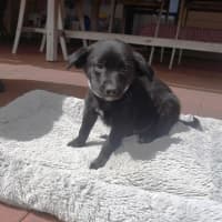 Photo of Atlas