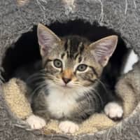 Photo of Dax