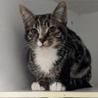 Photo of Teacup