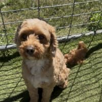 Photo of Kirby 