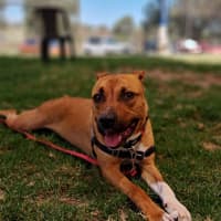Photo of Ryder