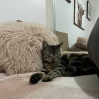 Photo of S'mores   Located In Frankston