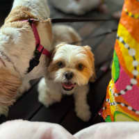 Photo of Peppa And Bucky 