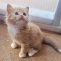 Photo of Cheeto (K54)