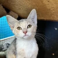 Photo of Flicker