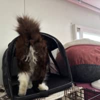 Photo of Bobbit