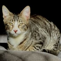 Photo of Elric