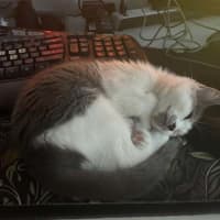 Photo of Evie ** 2nd Chance Cat Rescue **