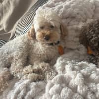 Photo of Simon 
