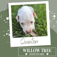 Photo of Quinton