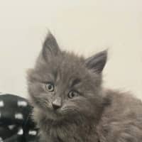 Photo of Nimbus 