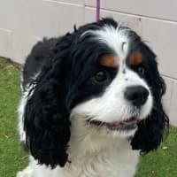 Photo of Winston
