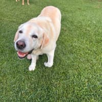 Photo of Bobby   12 Year Old Labrador