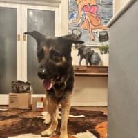 Photo of Pretzel (Eddie)