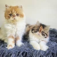 Photo of 🦄Lucille & Maeby🦄