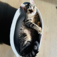 Photo of Arya