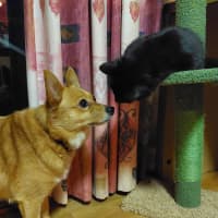 Photo of Kitty Purry