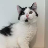 Photo of Willow