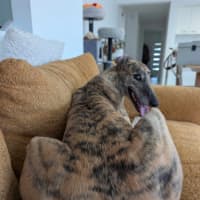 Photo of Roz, The Cat Friendly Greyhound