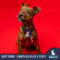 Photo of Robbie   3 Month Old Kelpie X Staffy (Trial)