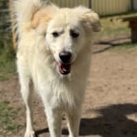 Photo of Buddy