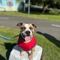 Photo of Bailey