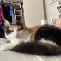 Photo of Callie 