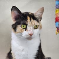 Photo of 🎀 Lucinda 6643 🎀